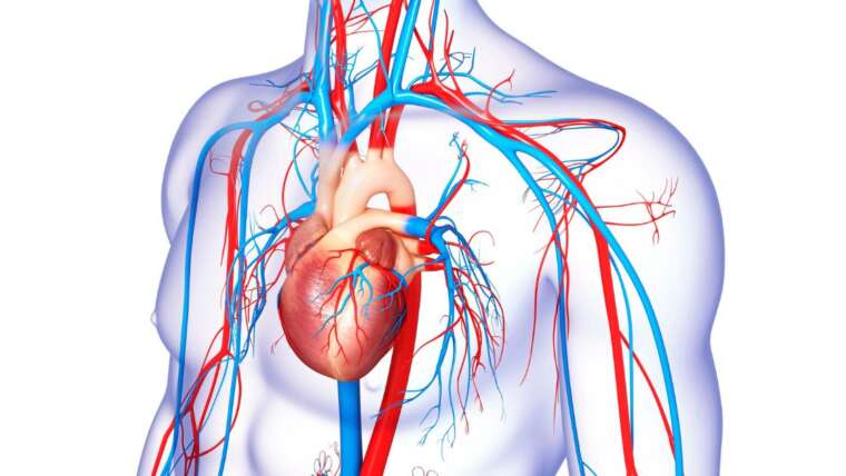 Whey Protein e Ômega 3: melhore a saúde cardiovascular e previna doenças